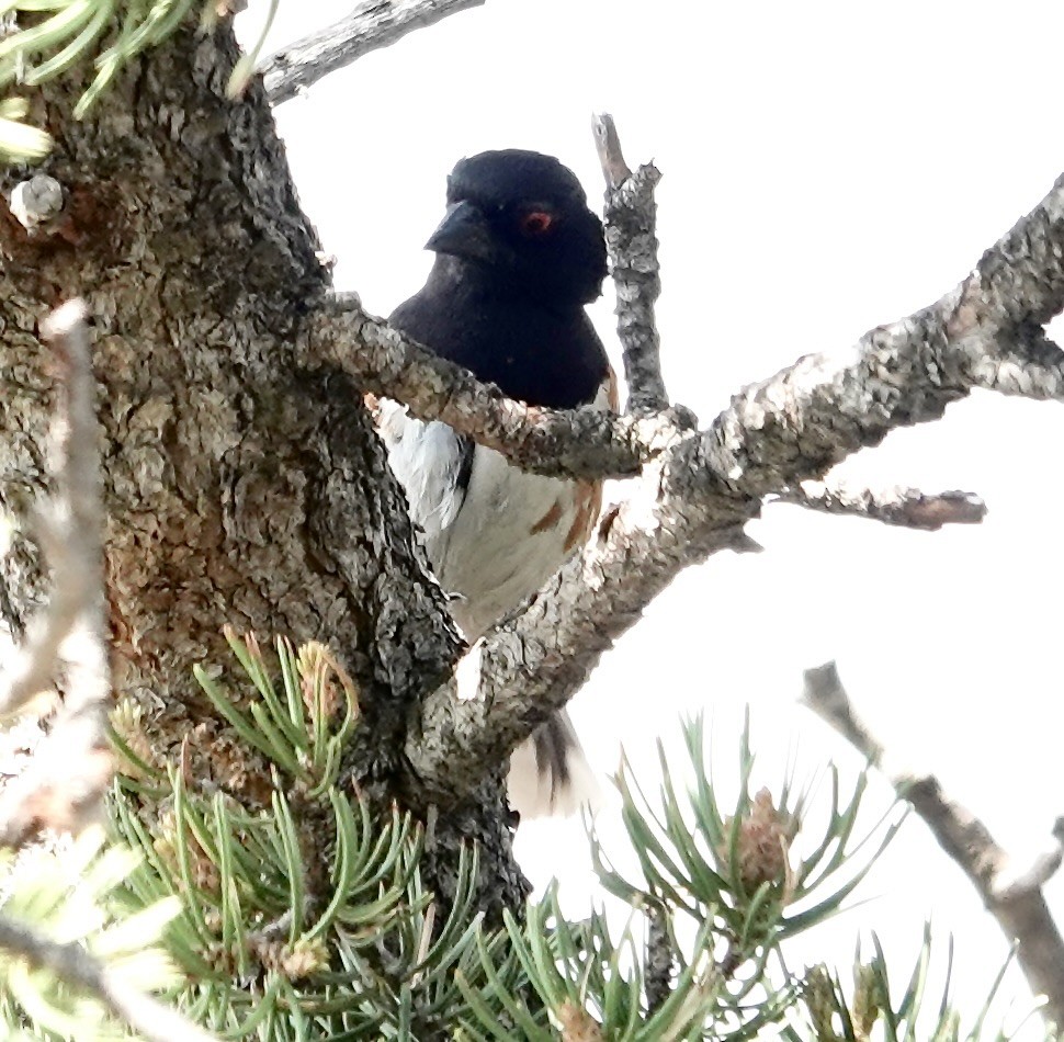 Spotted Towhee - ML596668091