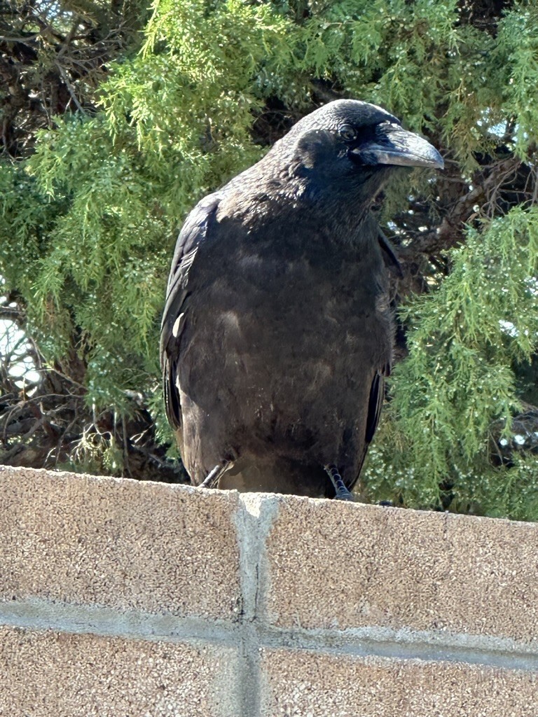 Common Raven - ML596669451