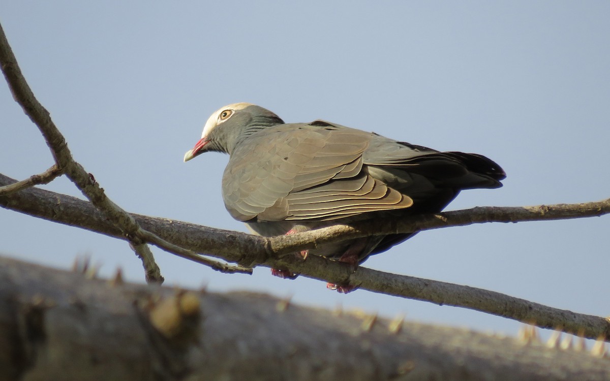 White-crowned Pigeon - ML596670871