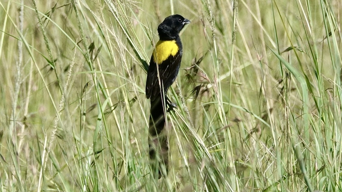 Yellow-mantled Widowbird - ML596674811