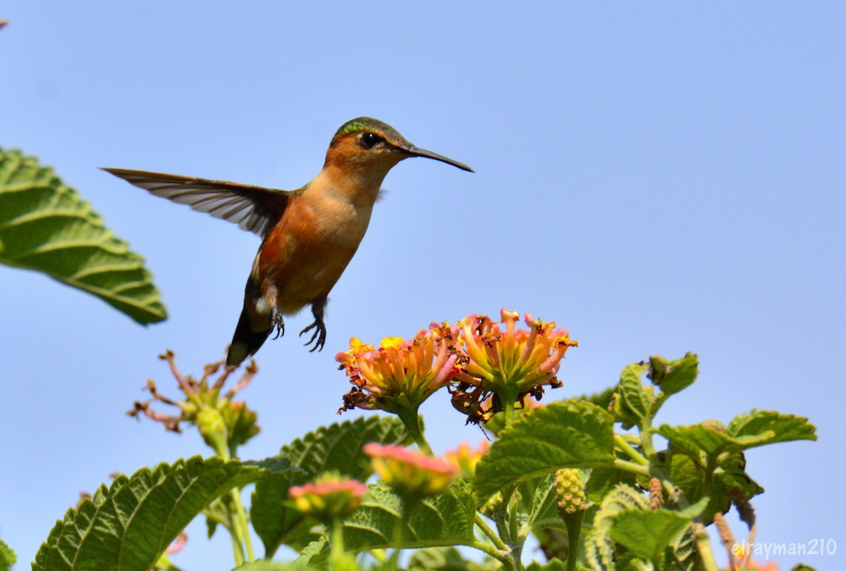 Sparkling-tailed Hummingbird - ML596676661