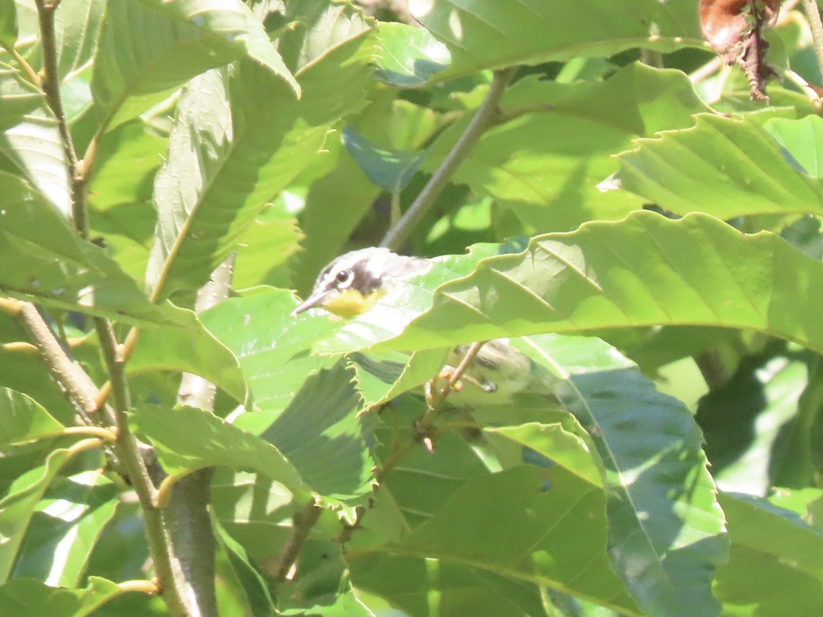 Yellow-throated Warbler - ML596679871