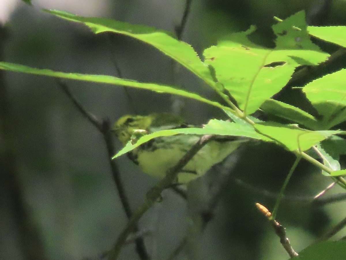 Black-throated Green Warbler - ML596680121