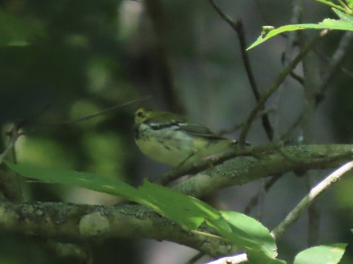Black-throated Green Warbler - ML596680181