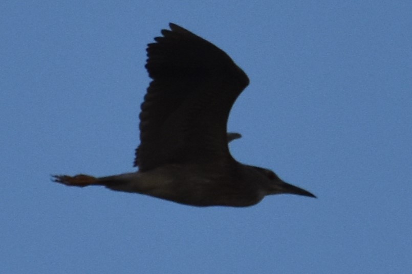 Black-crowned Night Heron - ML596681471