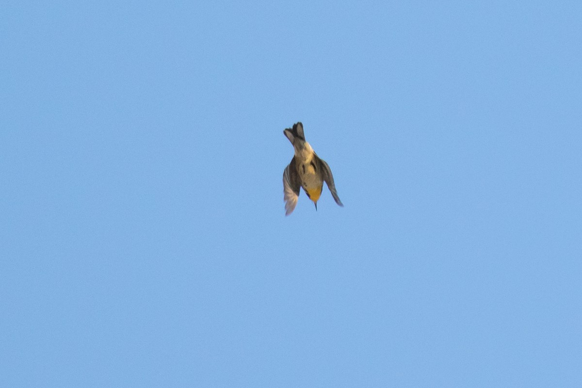 Yellow-throated Warbler - ML596681671