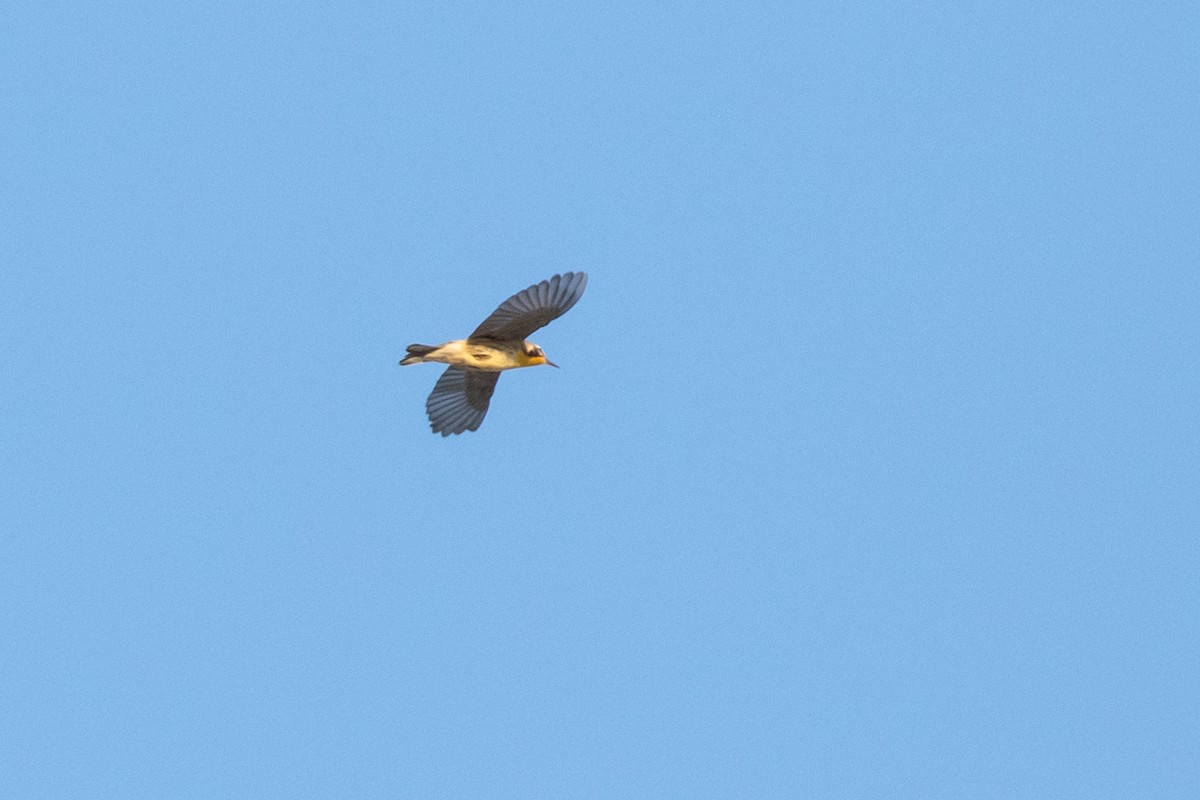 Yellow-throated Warbler - ML596681711