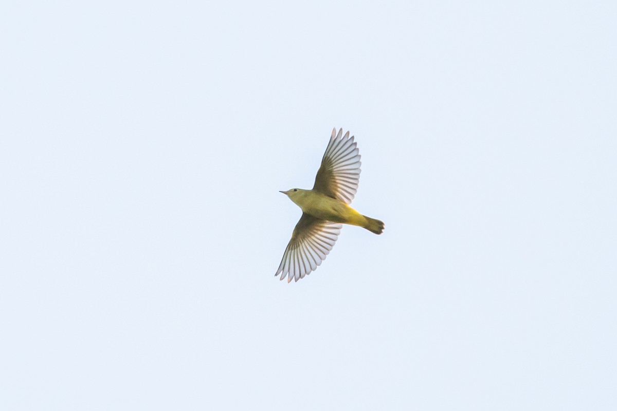 Yellow Warbler (Northern) - ML596681841
