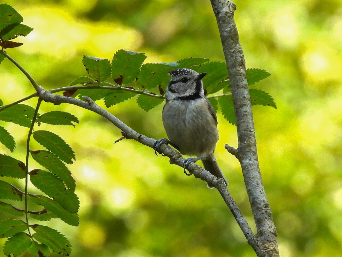 Crested Tit - ML596684881