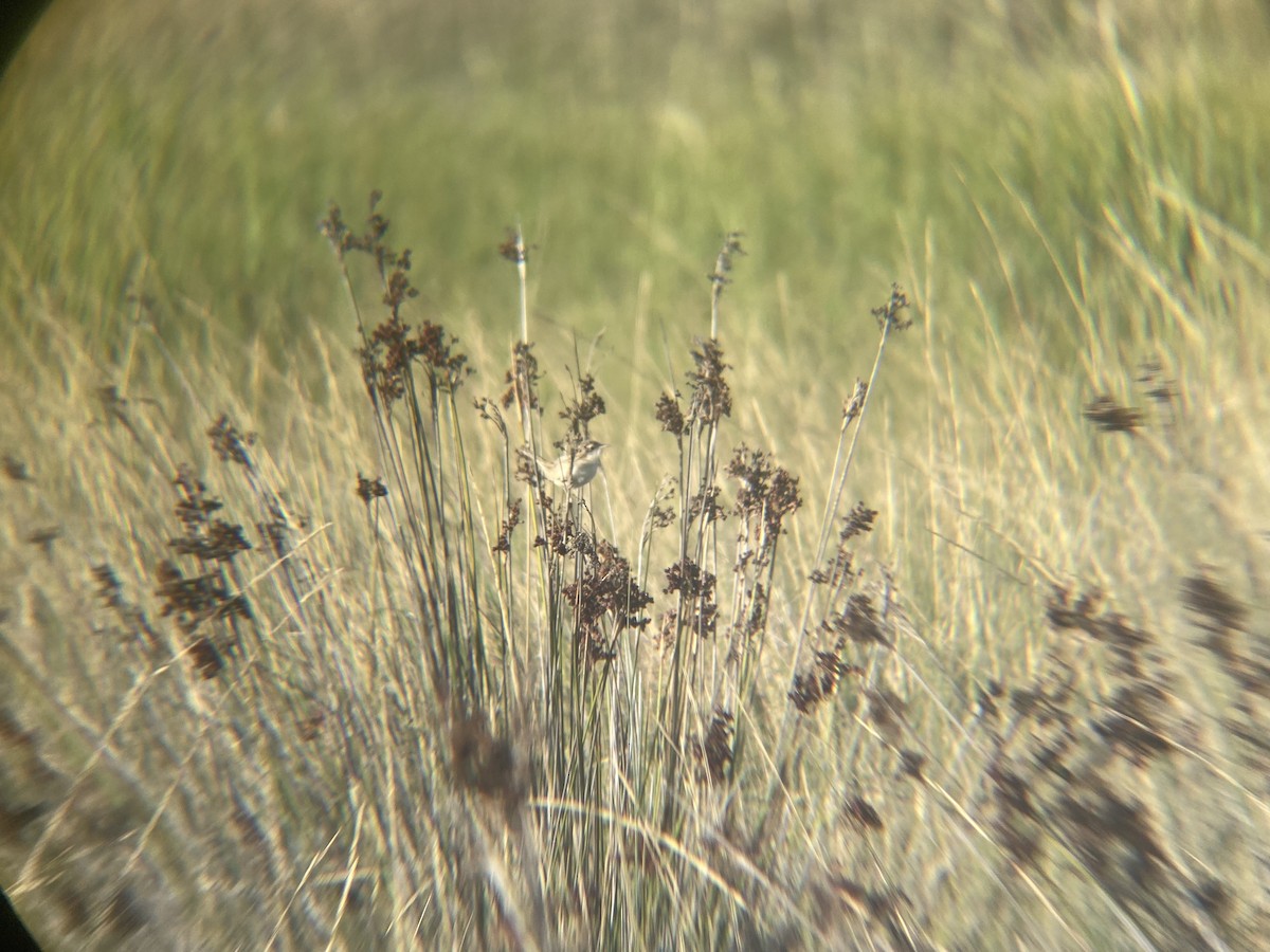 Grass Wren (Pampas) - ML596685031