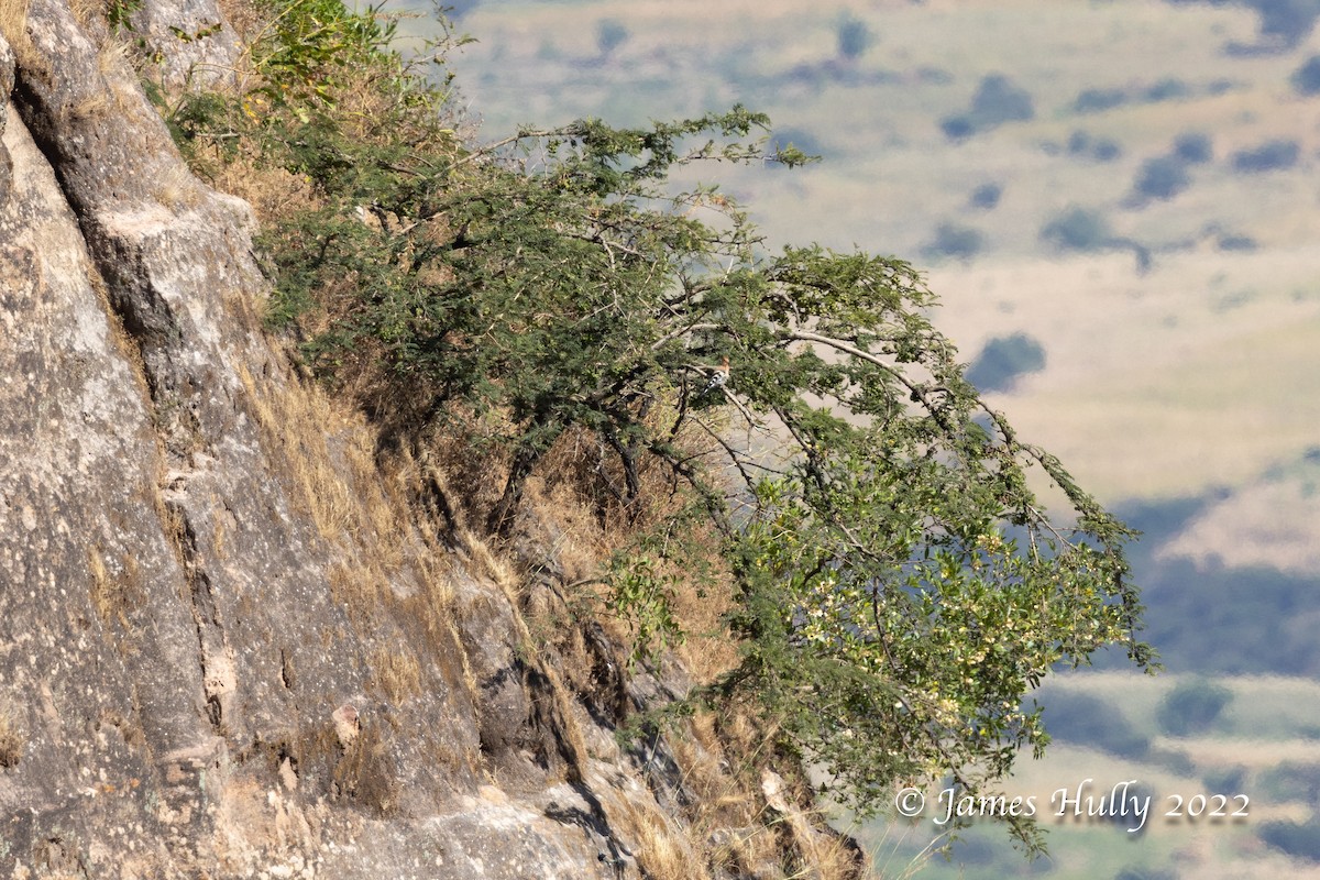 Eurasian Hoopoe (Central African) - ML596686161