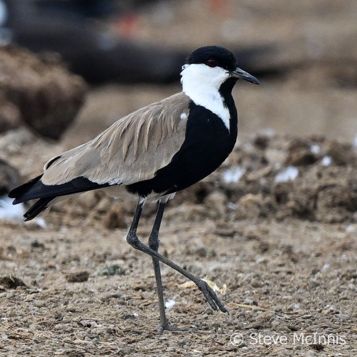 Spur-winged Lapwing - ML596688451