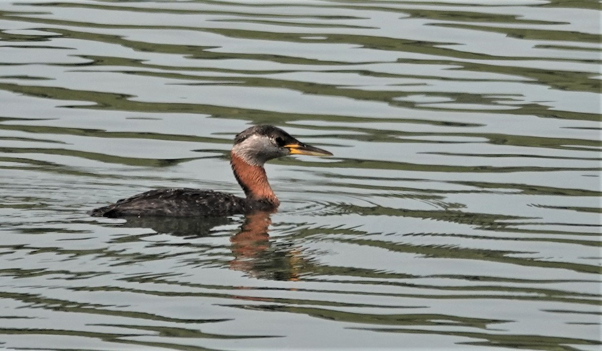 Red-necked Grebe - ML596688951