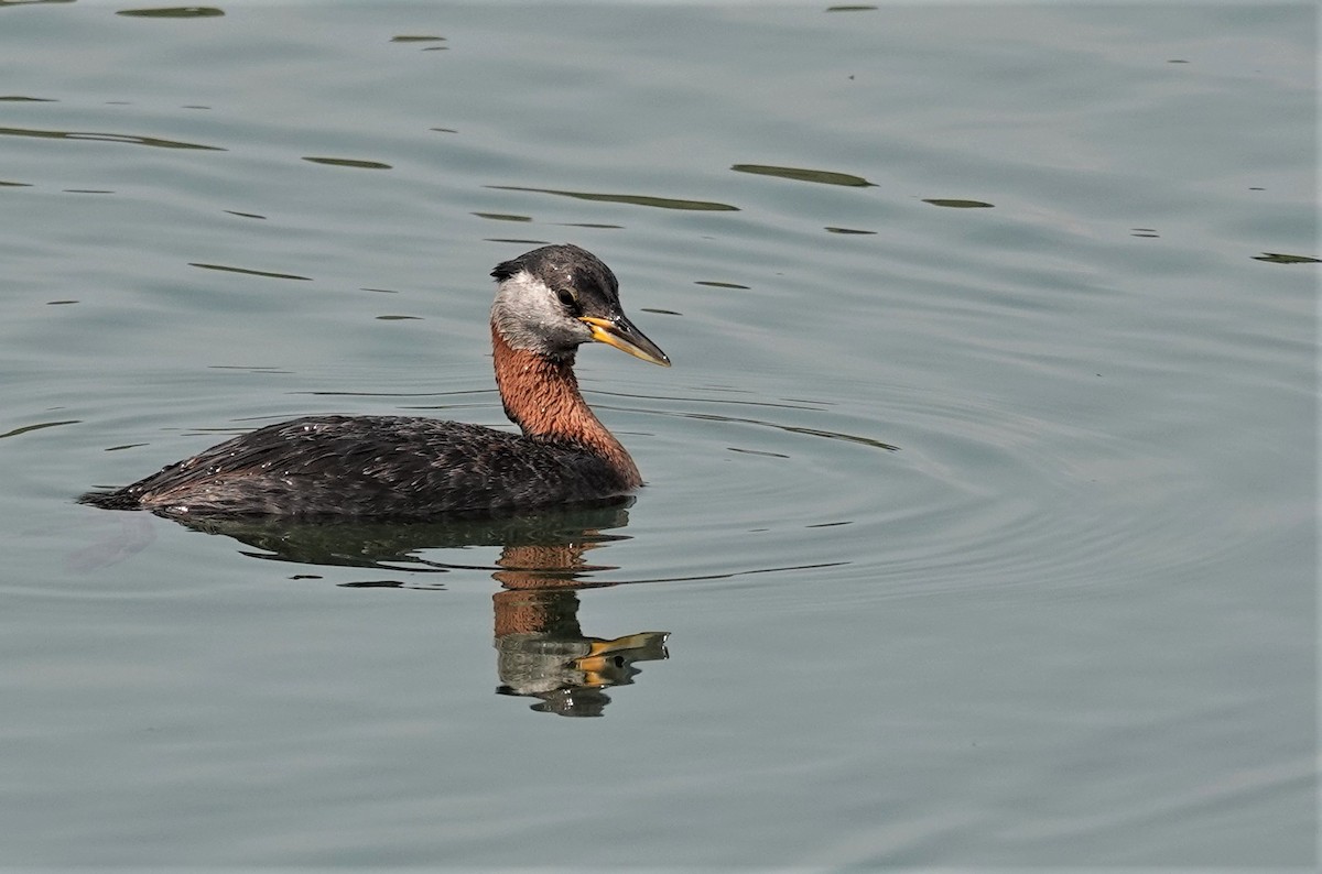 Red-necked Grebe - ML596688961