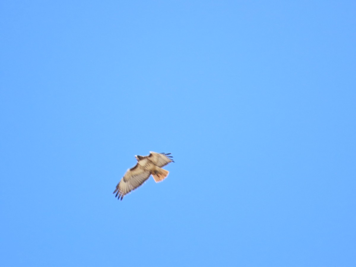 Red-tailed Hawk - ML596689181