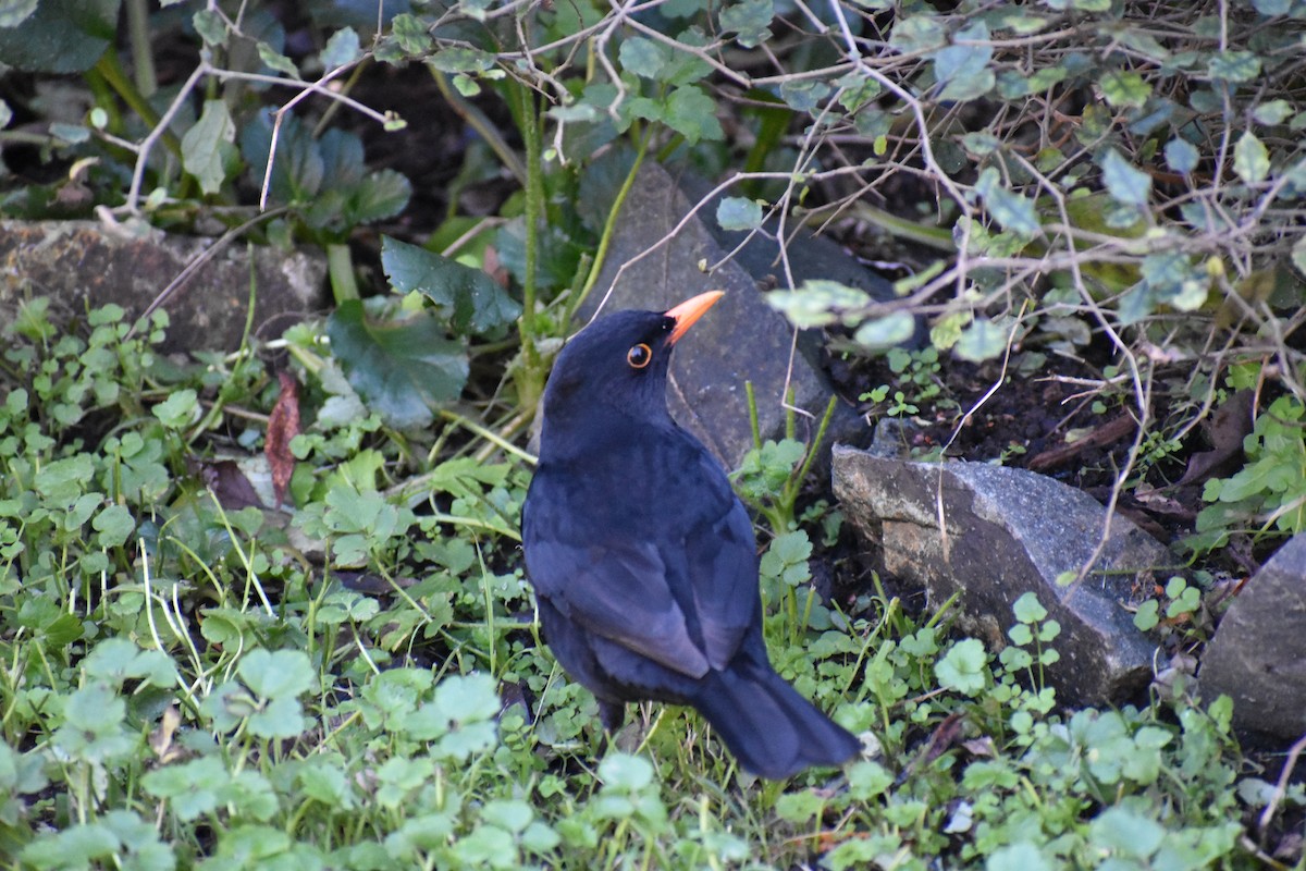 Eurasian Blackbird - ML596690451