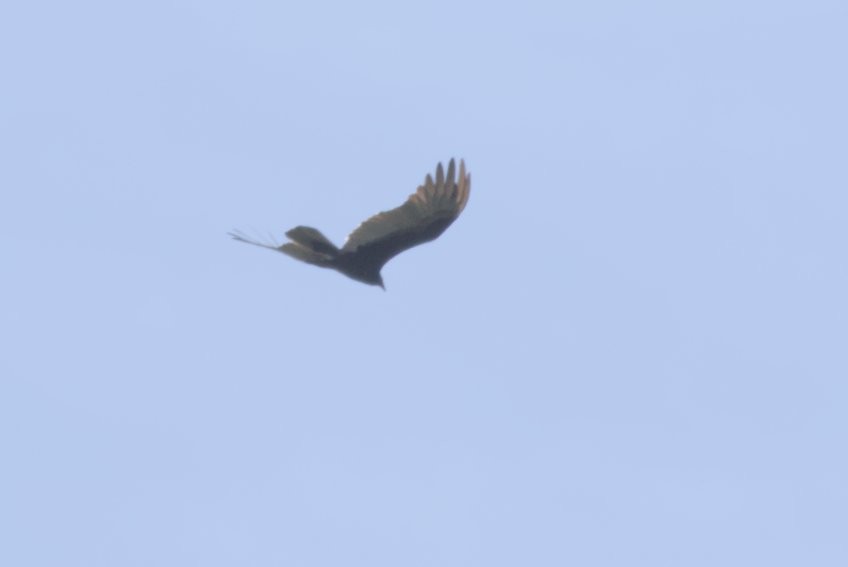 Turkey Vulture - ML596697381
