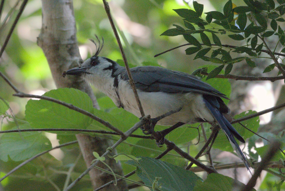 White-throated Magpie-Jay - ML596698461