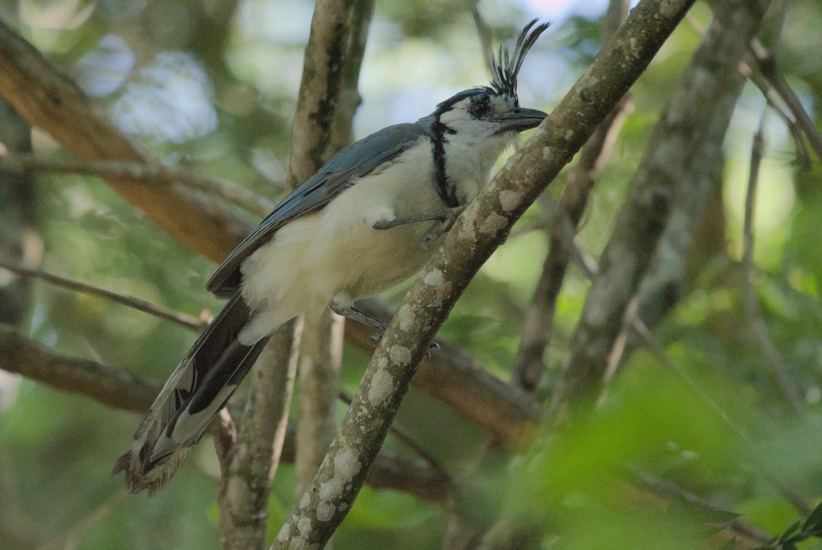 White-throated Magpie-Jay - Mike Marin
