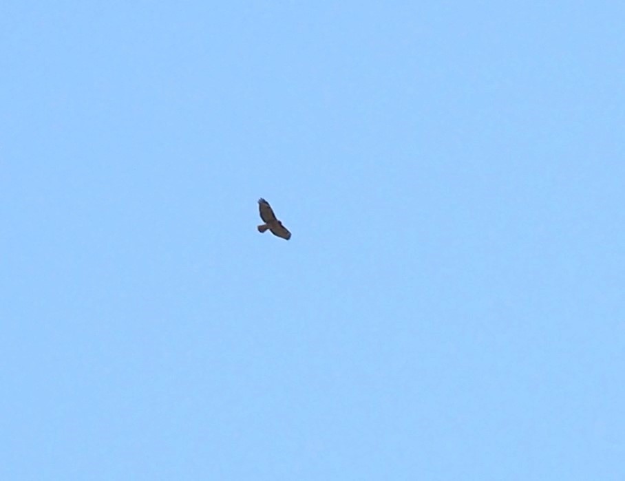 Red-tailed Hawk - ML596698551