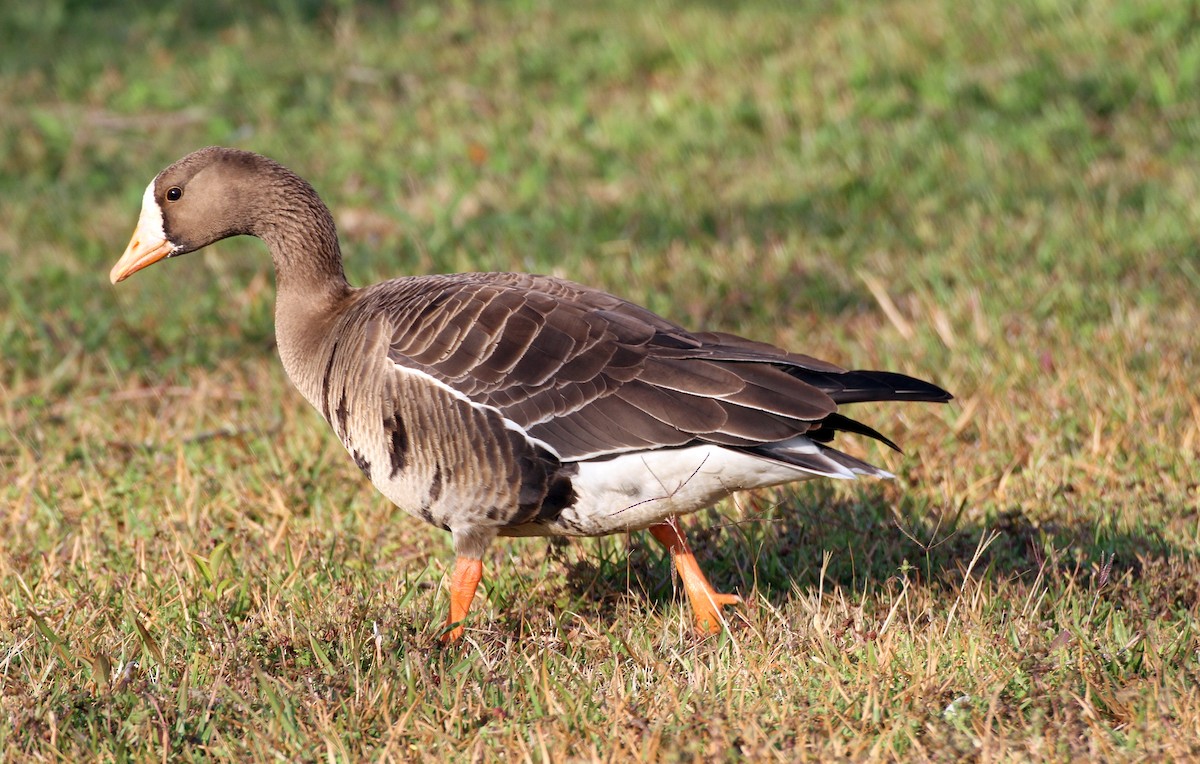 Greater White-fronted Goose - Andrew Theus