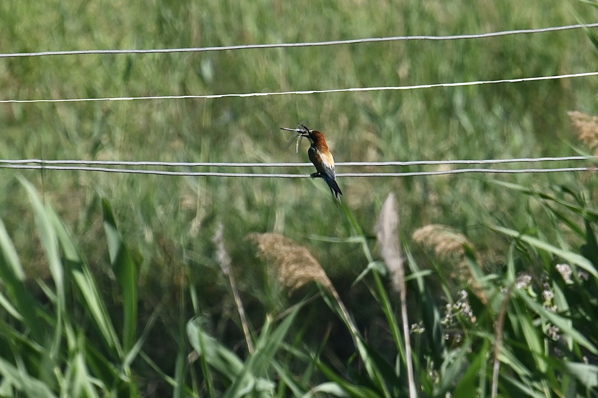 European Bee-eater - Dong Qiu
