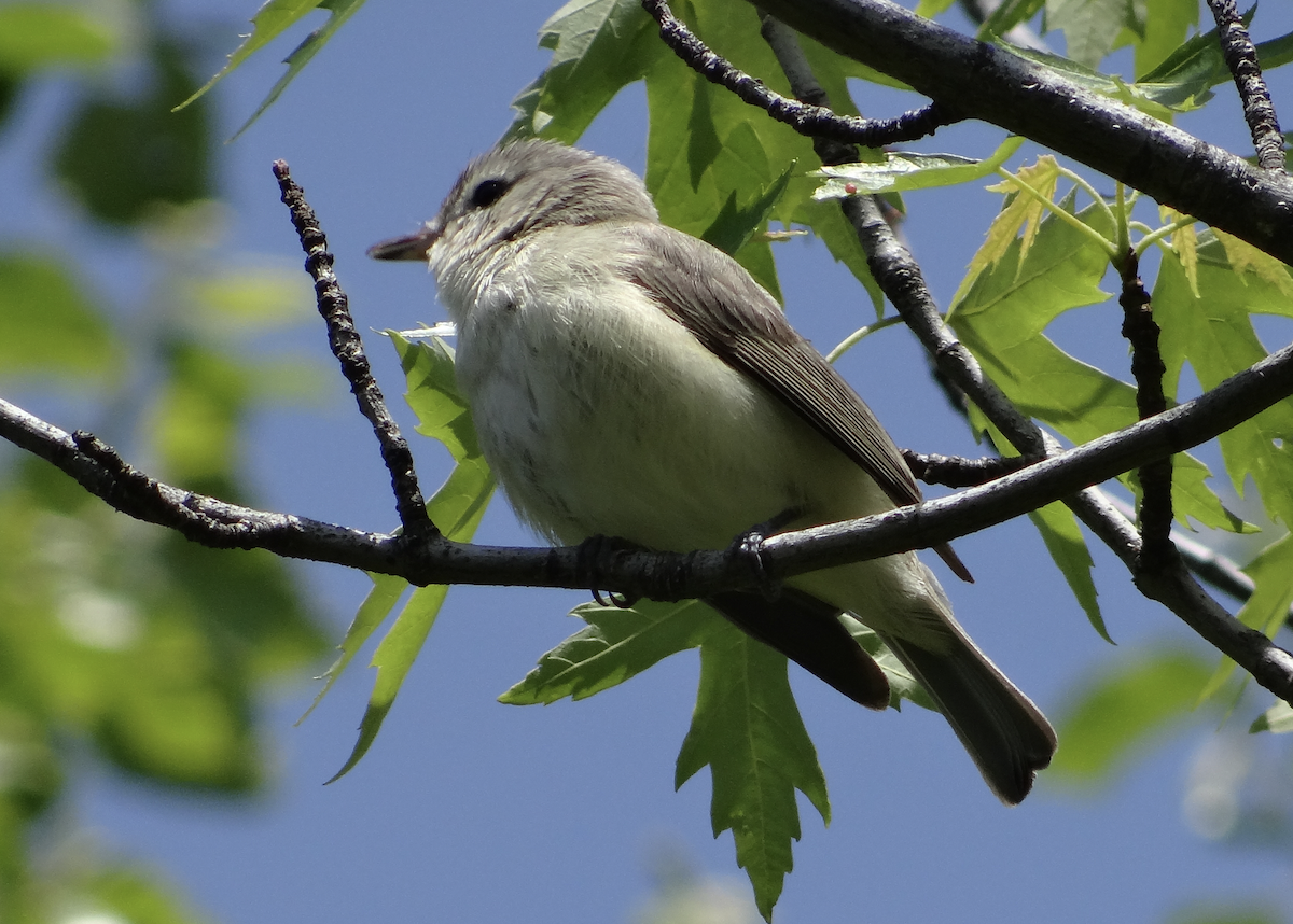 Warbling Vireo - Andrew Raamot and Christy Rentmeester