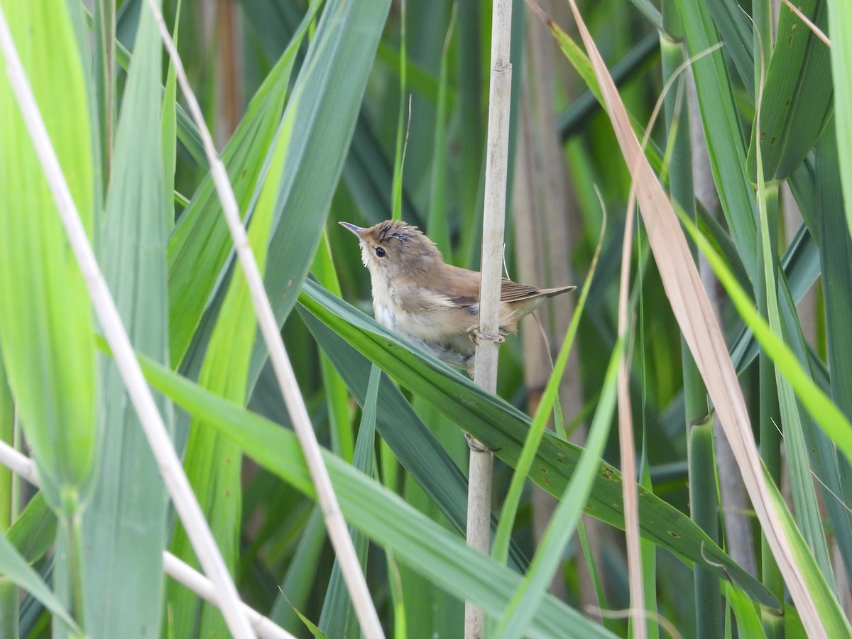 Common Reed Warbler - ML596715821