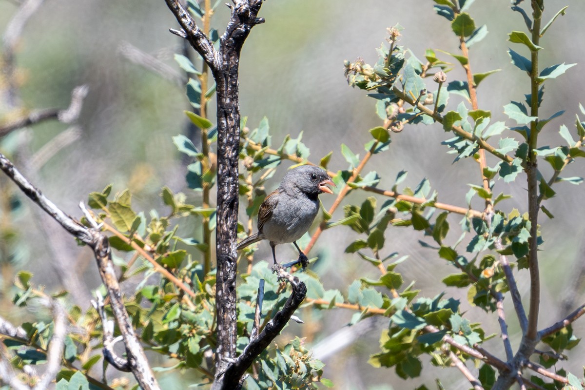 Black-chinned Sparrow - ML596716121