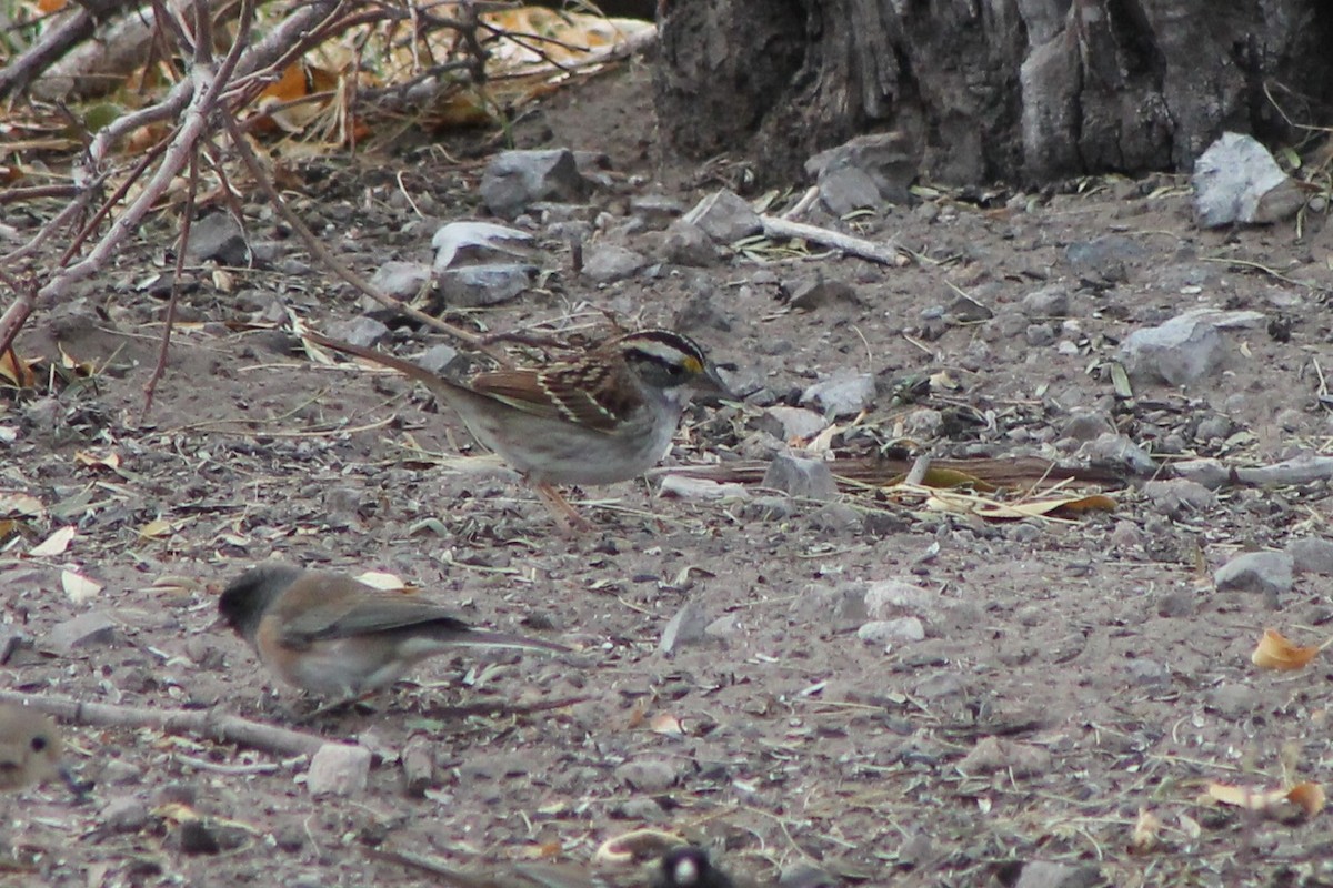White-throated Sparrow - ML596718741
