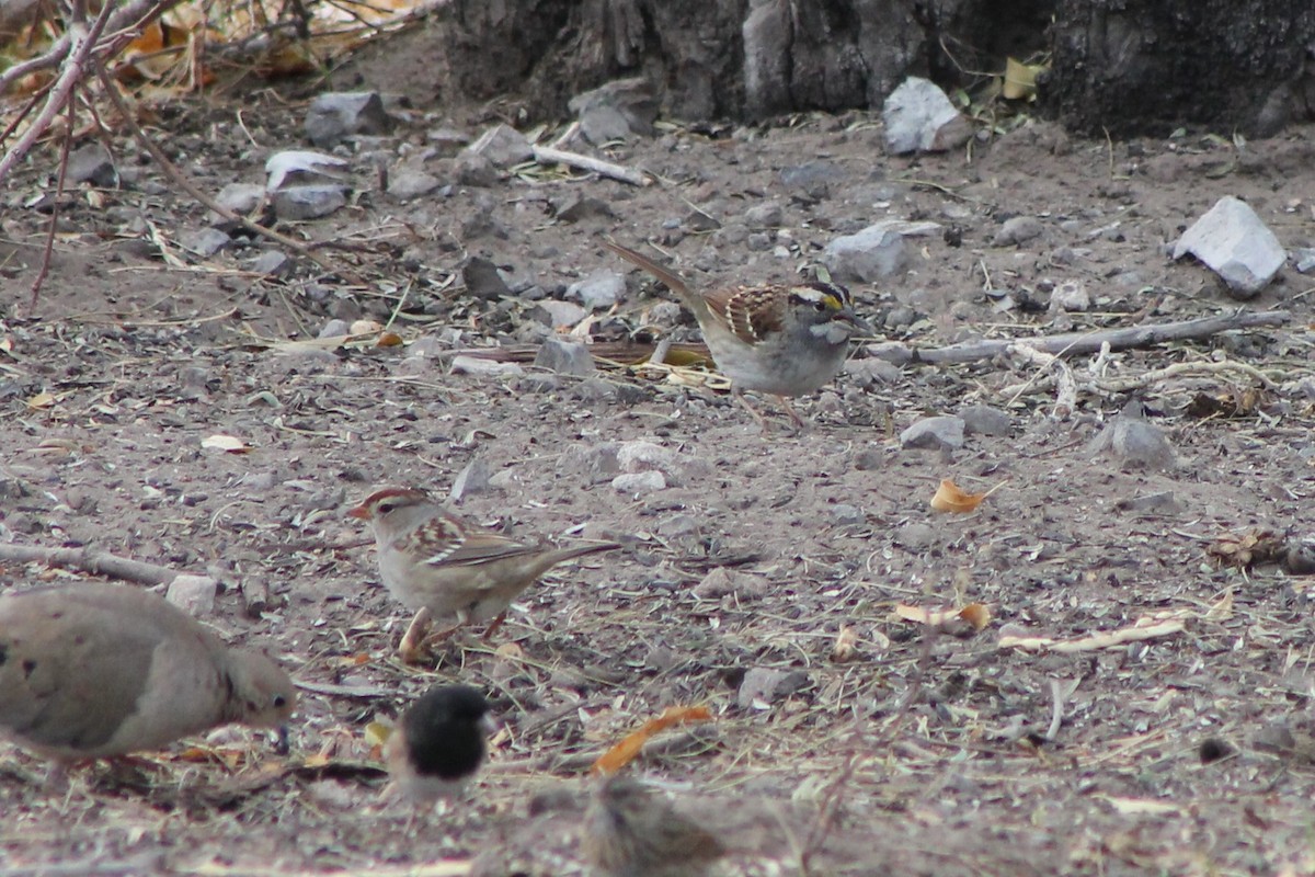 White-crowned Sparrow - ML596718791