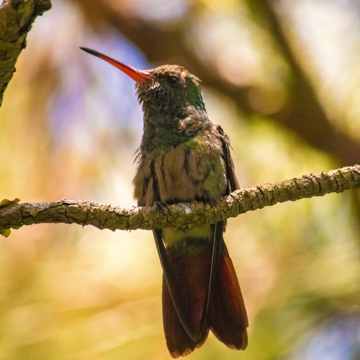 Rufous-tailed Hummingbird - ML596719101