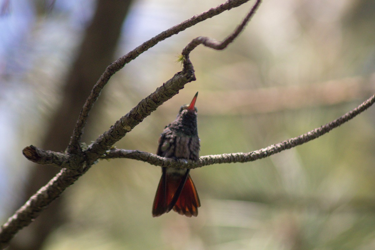 Rufous-tailed Hummingbird - ML596719121