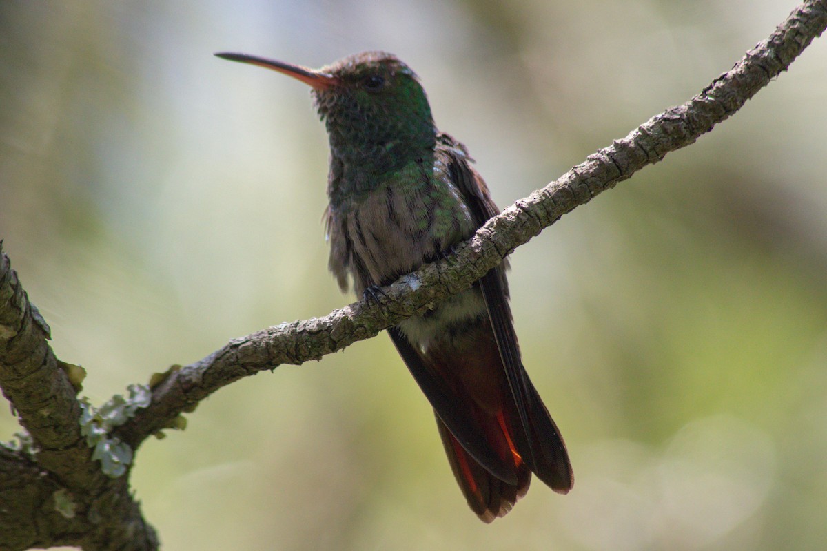 Rufous-tailed Hummingbird - ML596719131