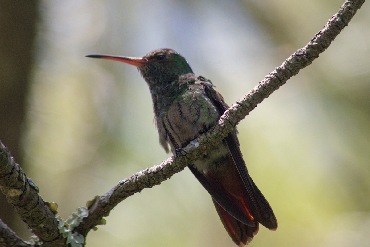 Rufous-tailed Hummingbird - ML596719141
