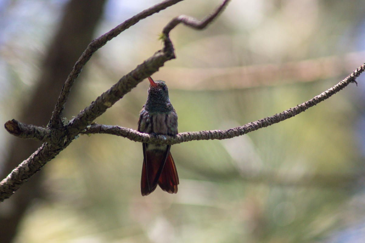 Rufous-tailed Hummingbird - ML596719151