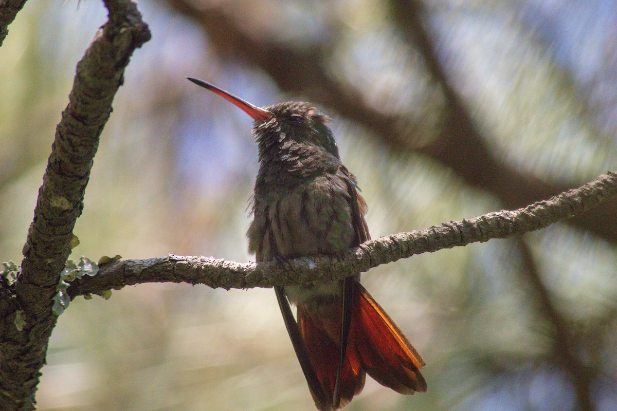 Rufous-tailed Hummingbird - ML596719161