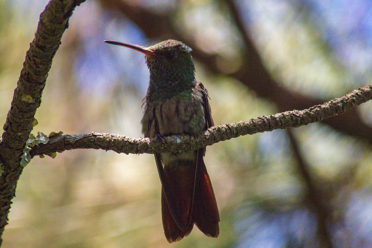 Rufous-tailed Hummingbird - ML596719171