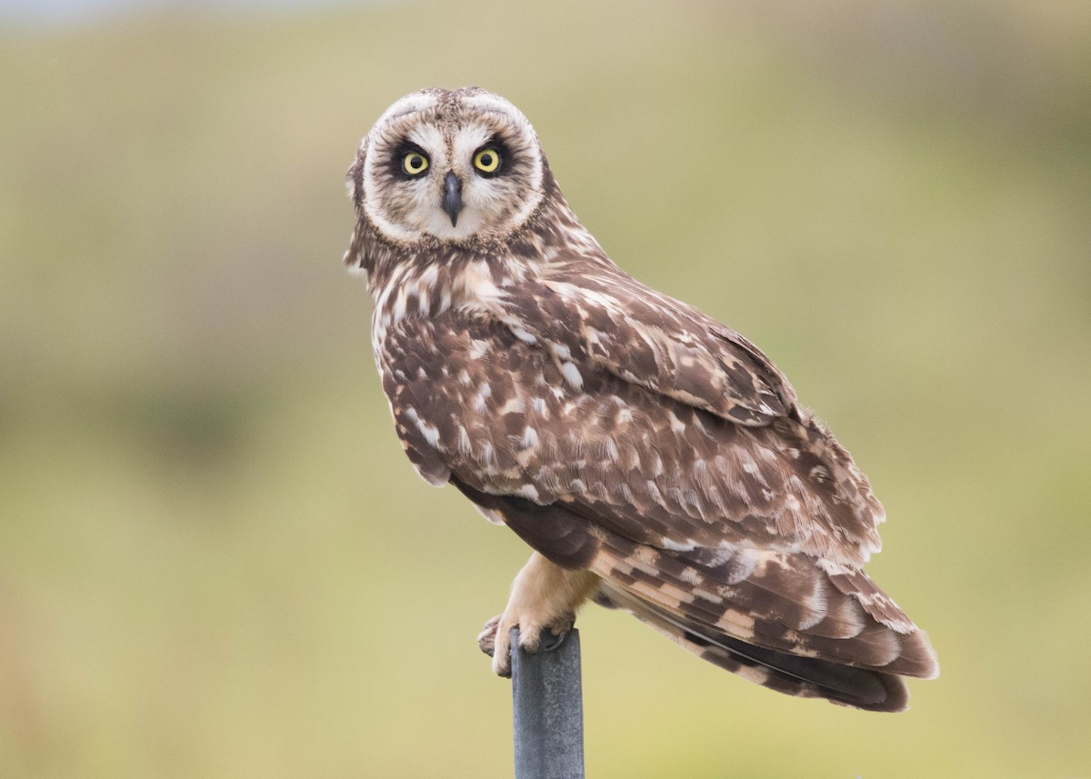 Short-eared Owl (Hawaiian) - ML59672001