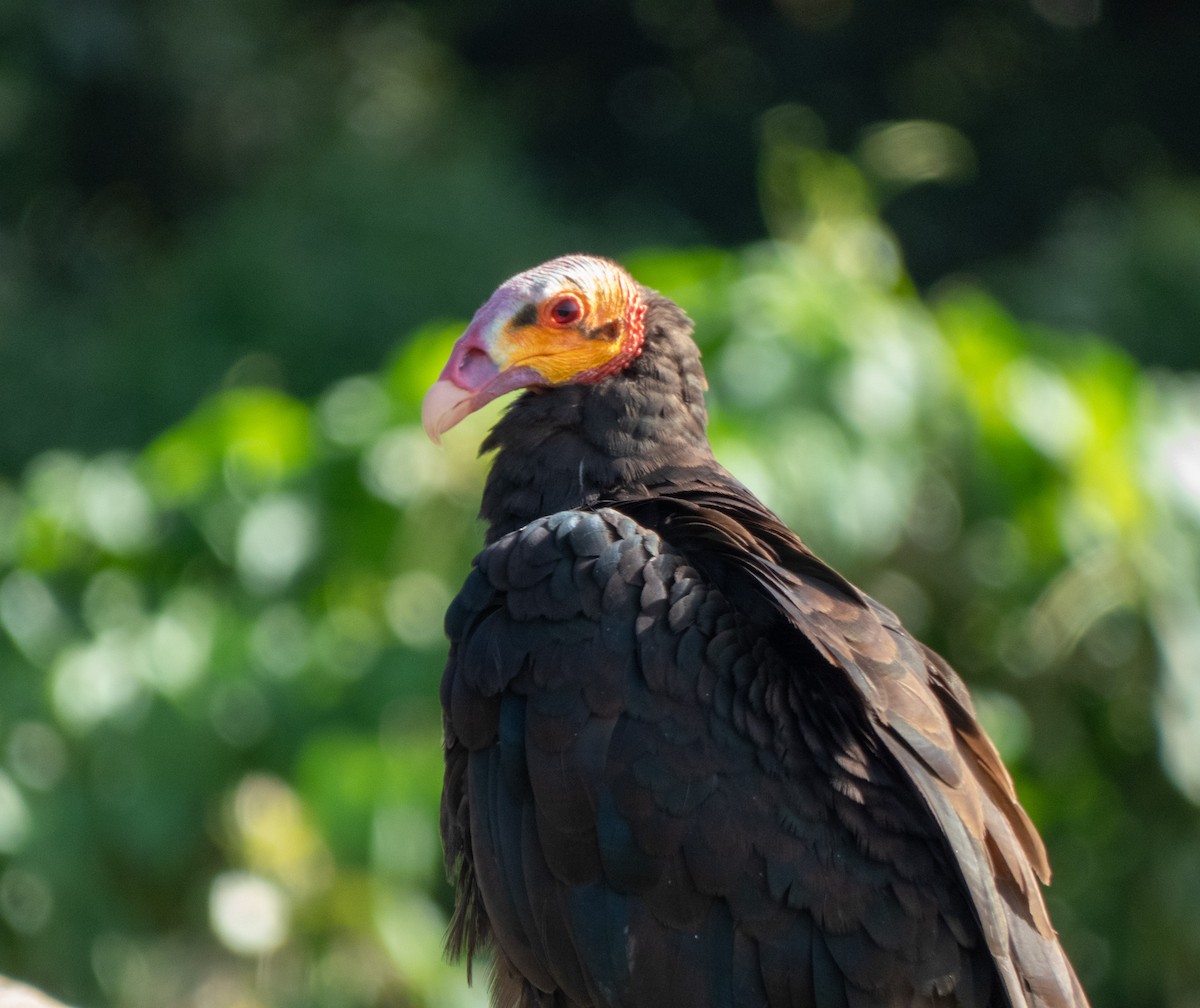 Lesser Yellow-headed Vulture - ML596727671