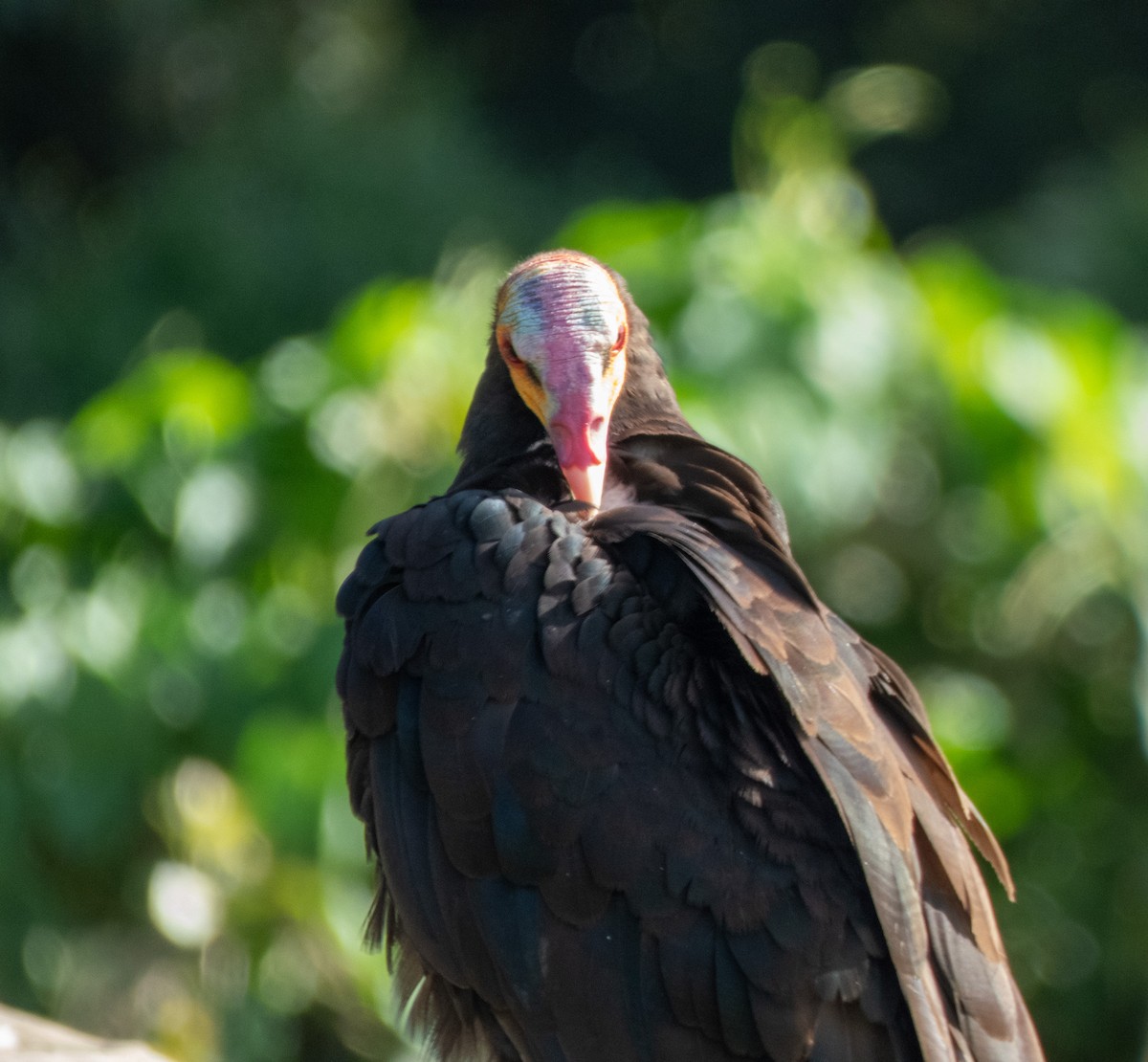 Lesser Yellow-headed Vulture - ML596727681
