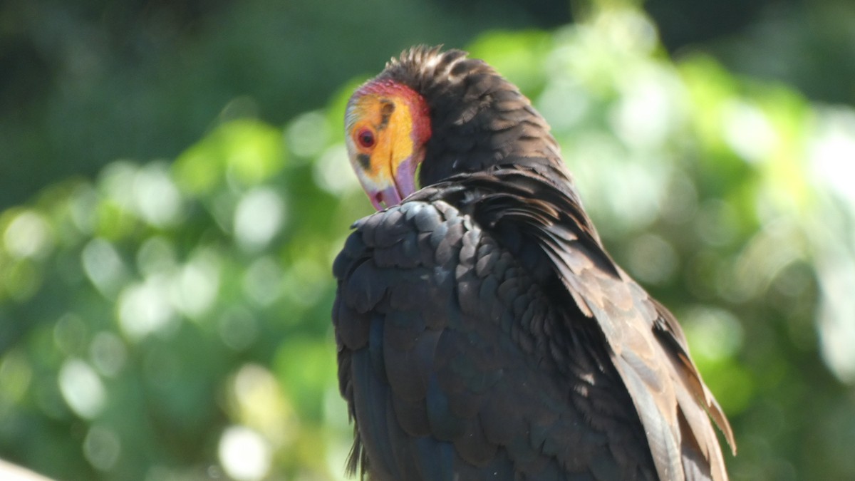Lesser Yellow-headed Vulture - ML596727711