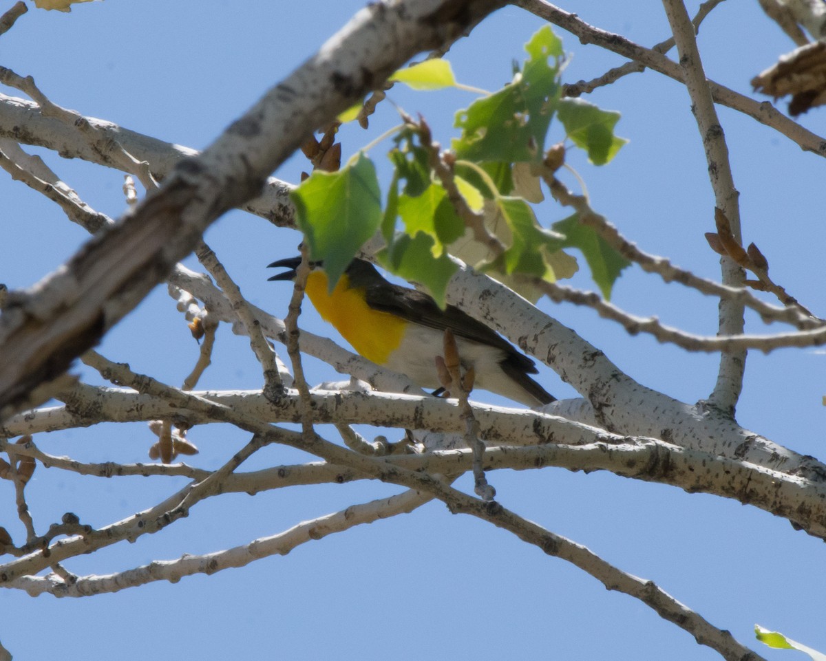 Yellow-breasted Chat - Gordon Karre