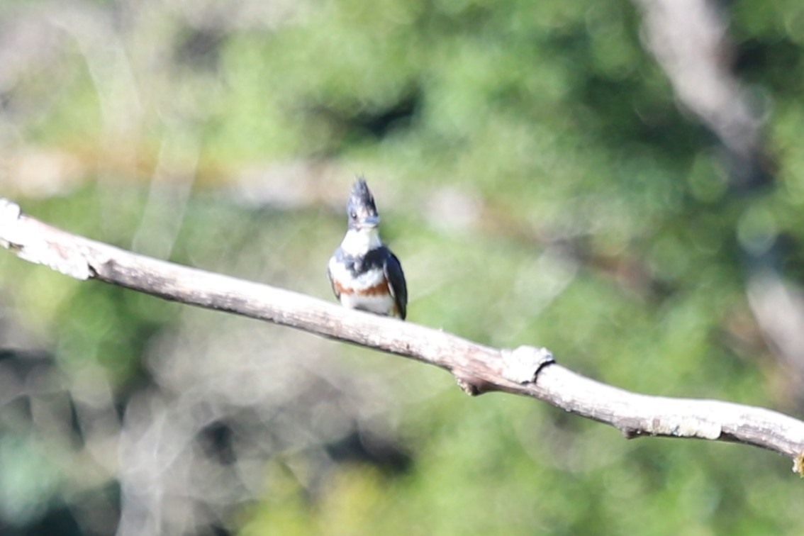 Belted Kingfisher - ML596734691