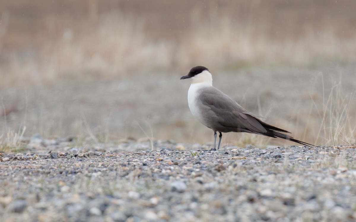 Long-tailed Jaeger - ML596738441