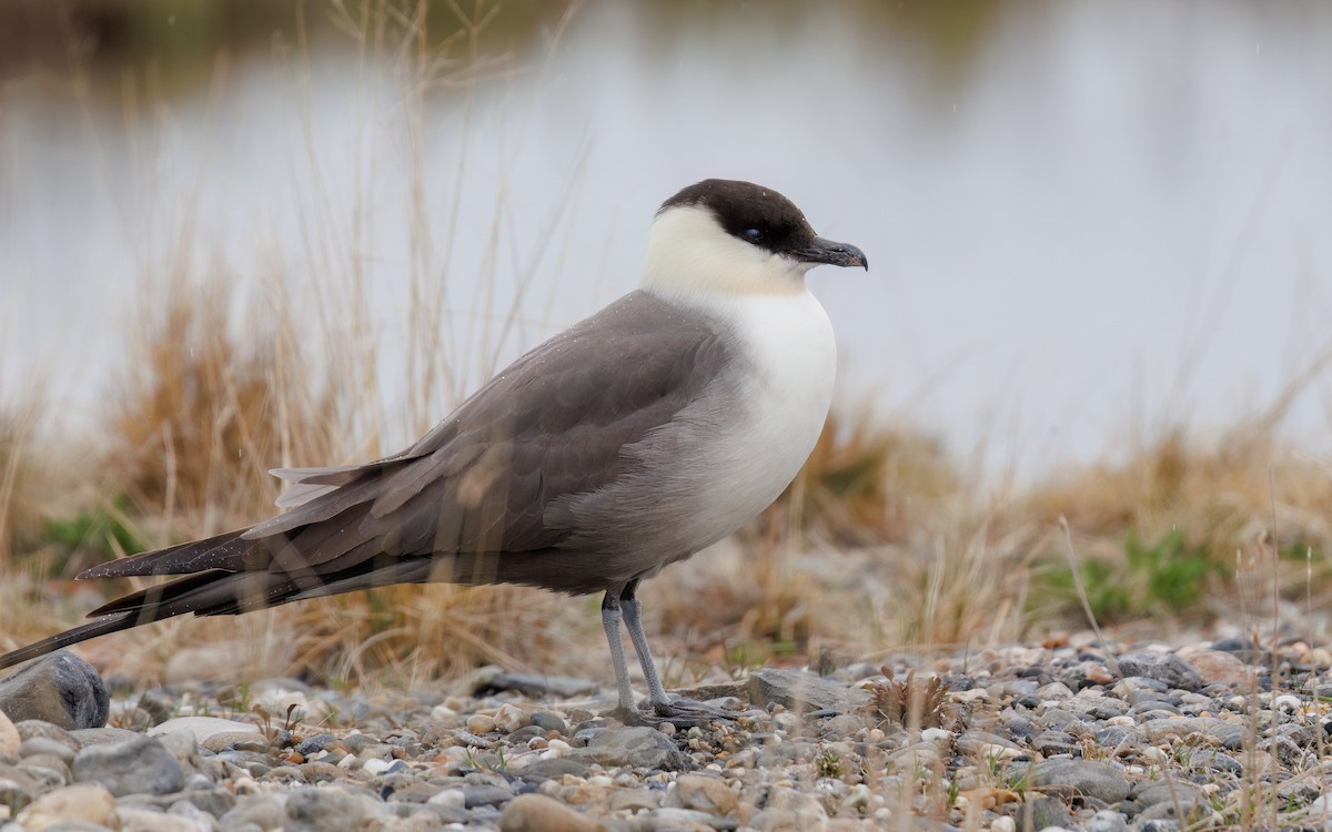 Long-tailed Jaeger - ML596738481