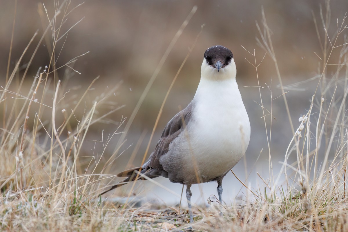 Long-tailed Jaeger - ML596738491