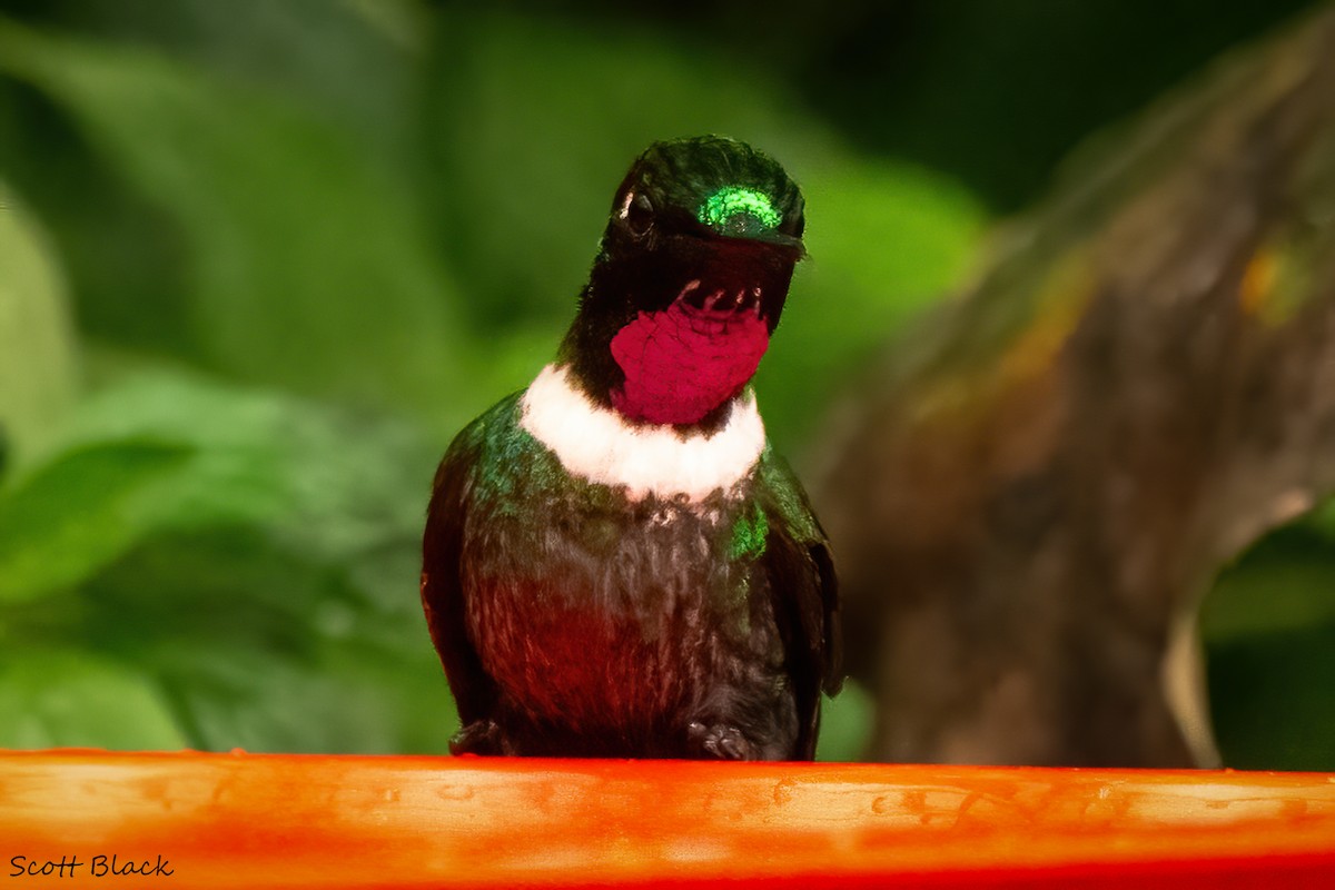 eBird Checklist - 15 May 2023 - The Birdwatcher's House - Santa Rosa ...