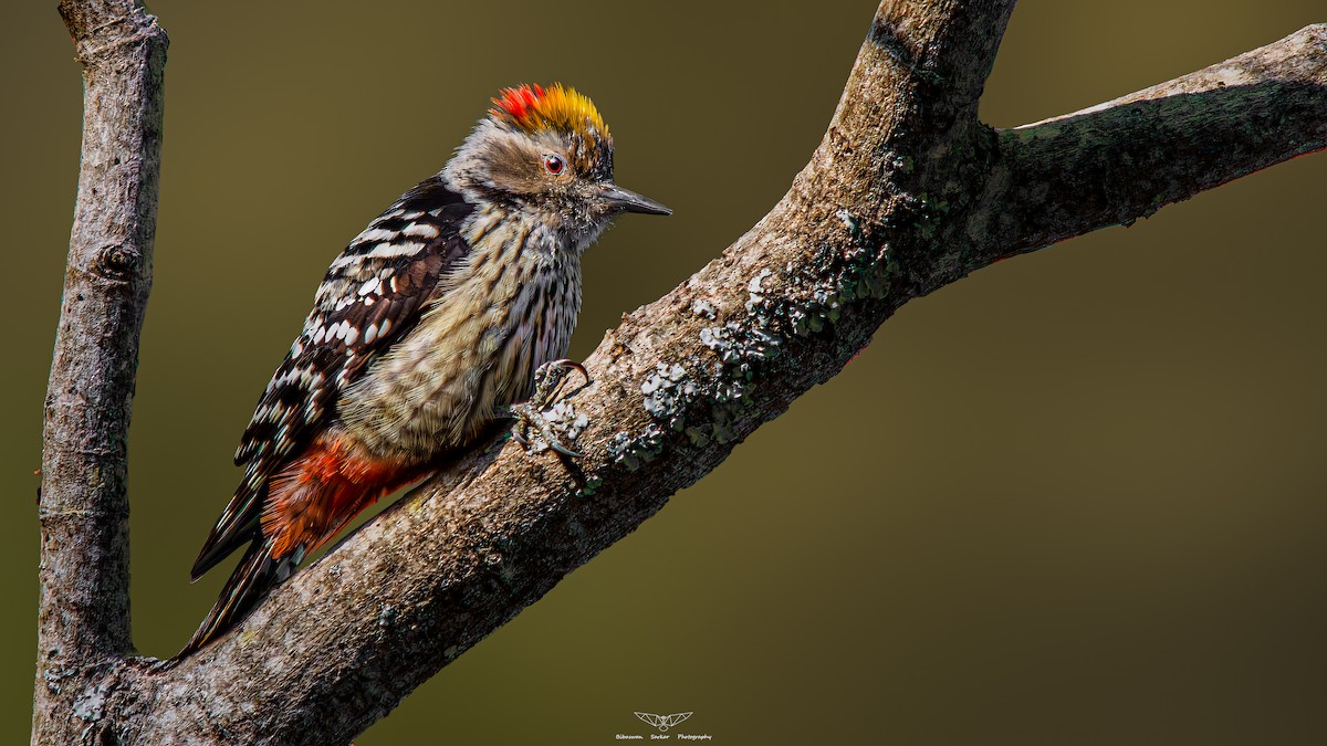 Brown-fronted Woodpecker - ML596747011