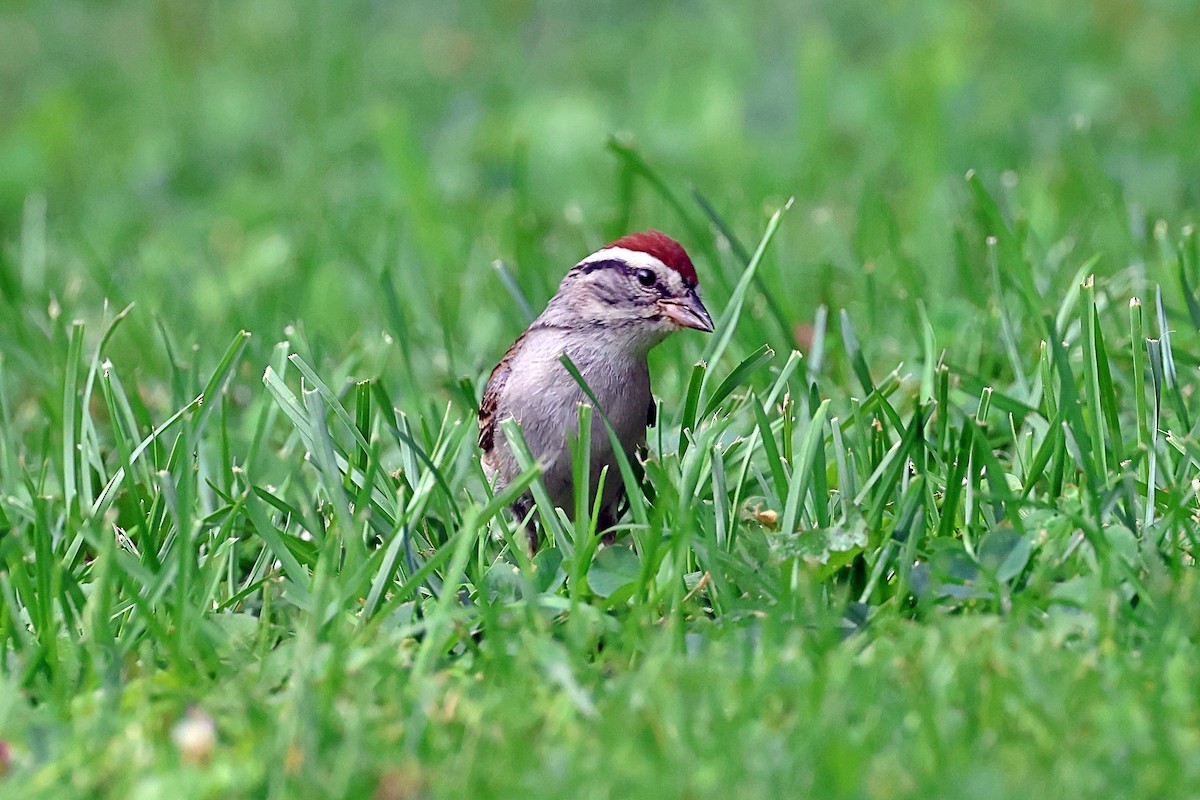Chipping Sparrow - ML596751561